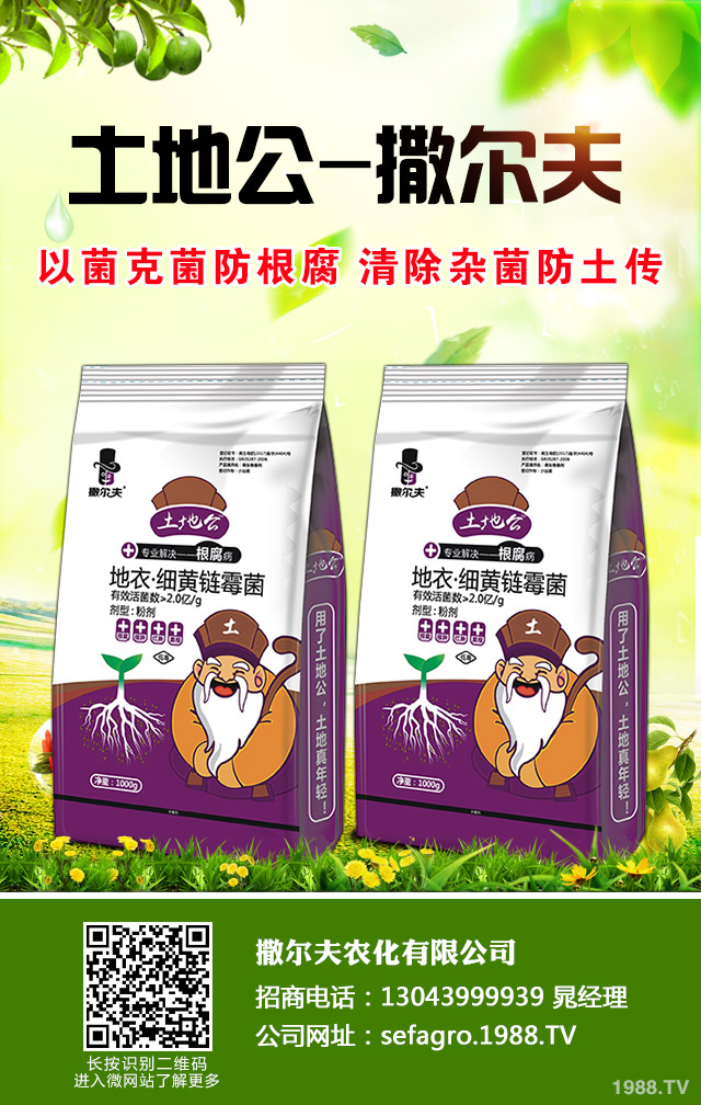 紫皮蒜怎么種植？紫皮蒜的種植管理方法