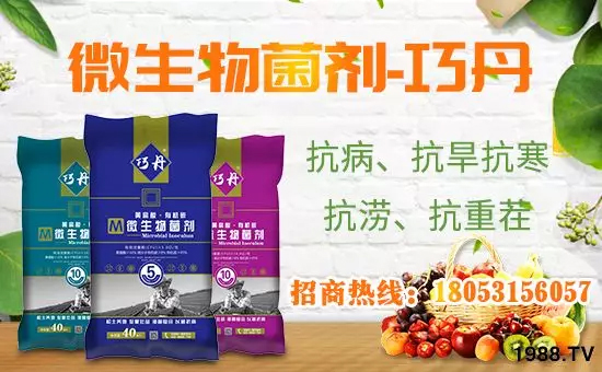 【微生物菌劑+有機(jī)肥】效果牛逼！施一遍頂三遍，省力又高產(chǎn)！