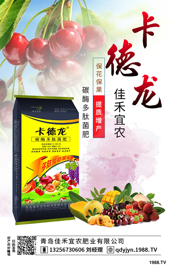 白菜不包心的原因？白菜結(jié)球包心期的管理要點