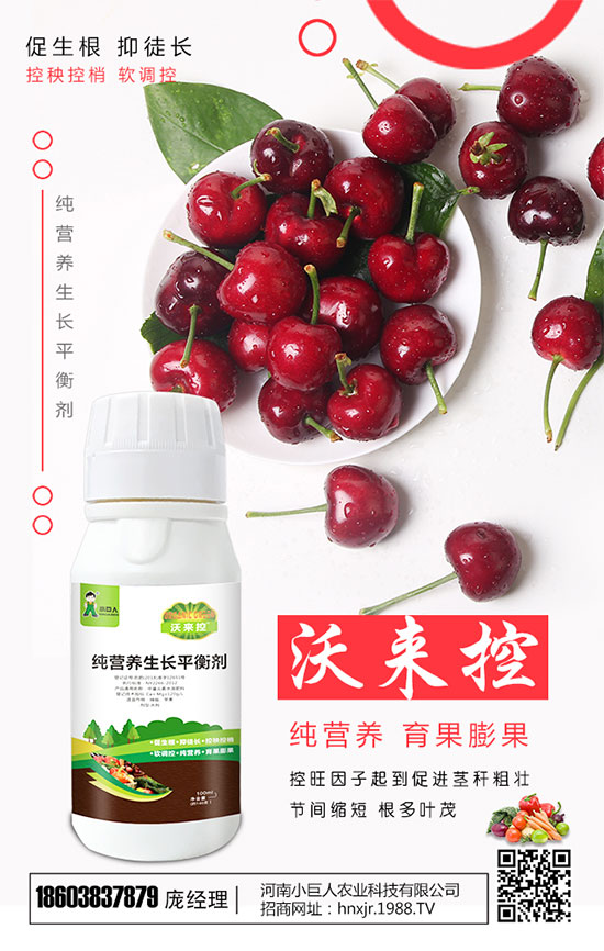 蒲公英的藥用價(jià)值，種植蒲公英畝產(chǎn)量及收益！