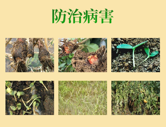 黃葉死苗120-哈漫迪-鑫科植保_05