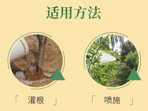 黃葉死苗120-哈漫迪-鑫科植保_08