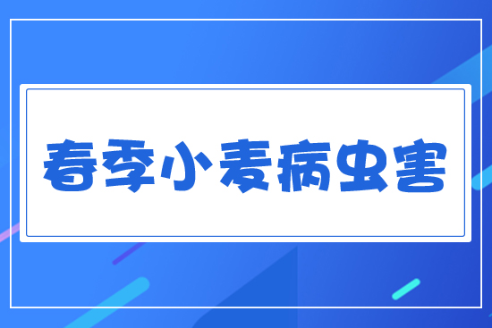 春季小麥病蟲害