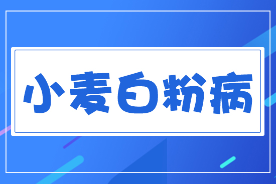 小麥白粉病