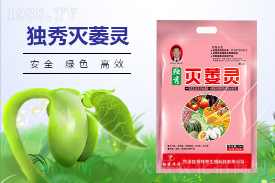 番茄發(fā)生枯萎病什么癥狀？番茄枯萎病的預(yù)防措施