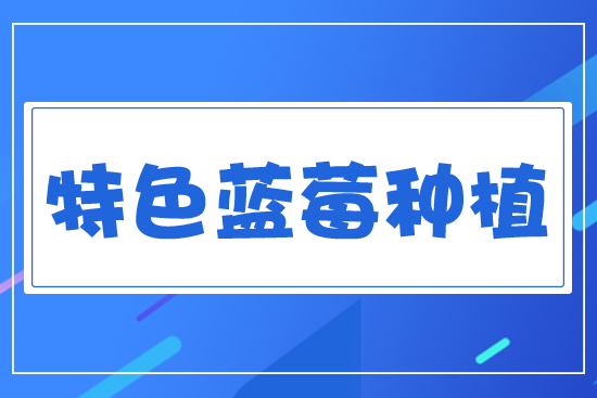 特色藍莓種植