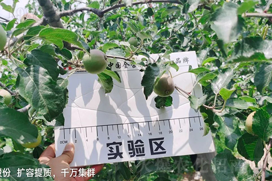     蘋果果個(gè)小是什么原因？解決對(duì)策有哪些？