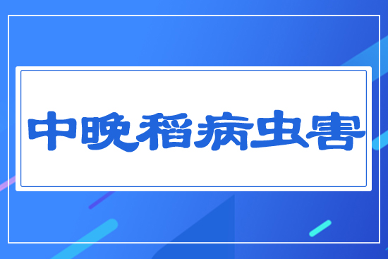 中晚稻病蟲(chóng)害