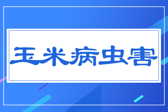 玉米重大病蟲害