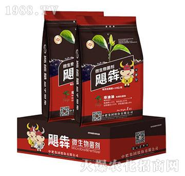 生根壯苗型微生物菌劑-綠油油-中肥股份