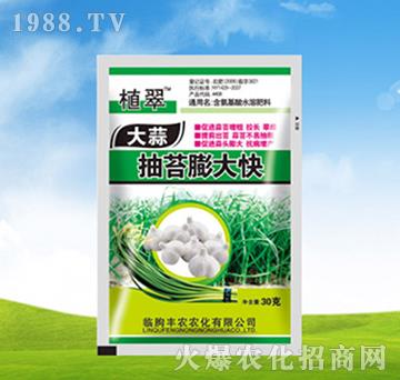 大蒜抽苔膨大快-植翠-豐農(nóng)農(nóng)化