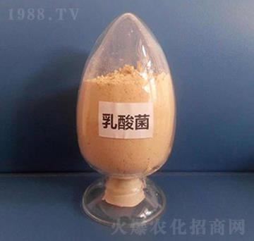 乳酸菌（粉劑）-亮澤生物